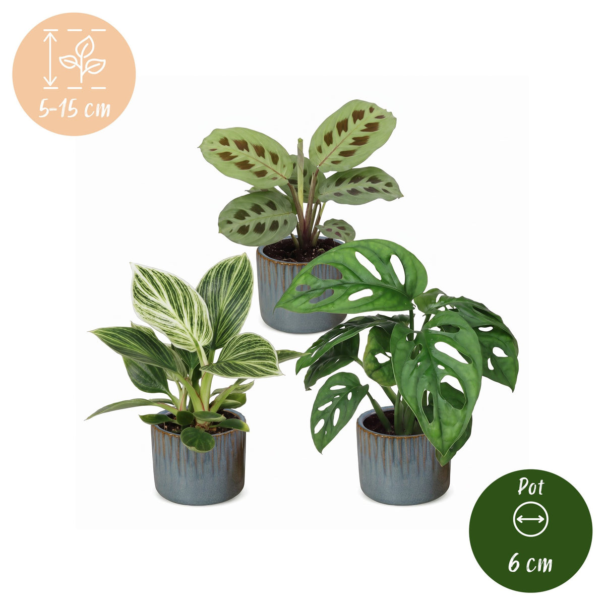 3x Baby Plants Surprise Box - Verrassingsbox kleine planten - Diversen - Tropisch - incl. Linnea Misty Blue - Ø6cm - ↕5-15cm