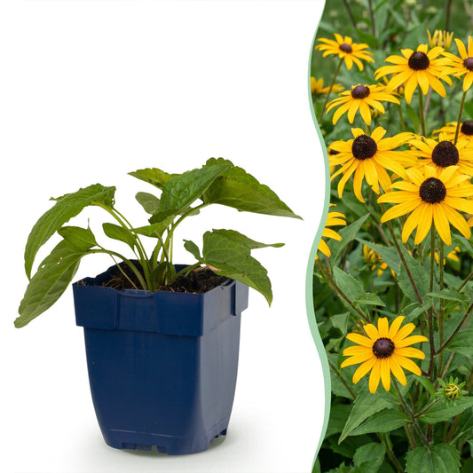 Vasteplant - Rudbeckia fulg. Goldsturm - Gele zonnehoed - Bijen- en vlinderlokkers - Geel - 1 Plant - Pot 11cm - Hoogte 15-25cm