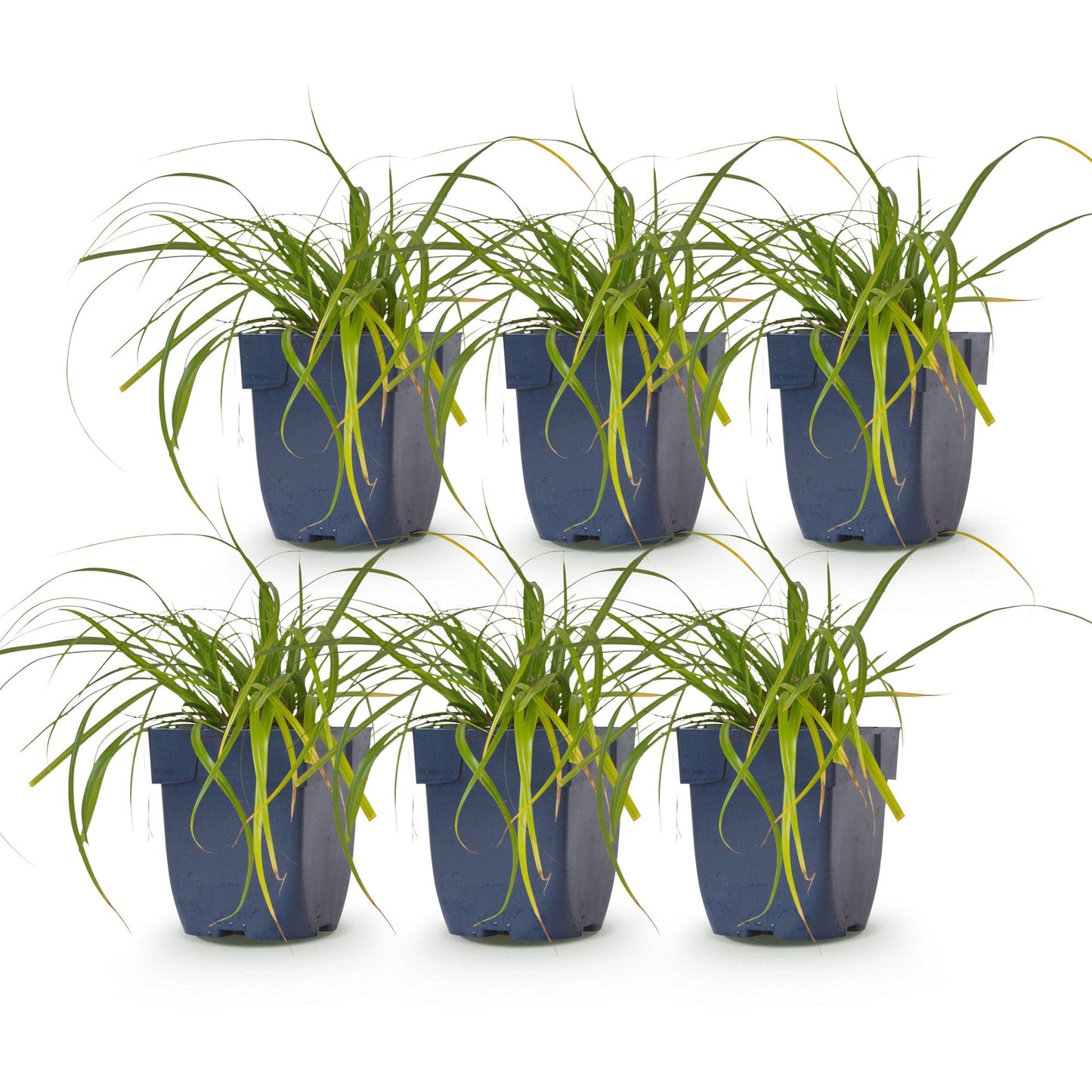 Grasses - Carex oshimensis Evergreen - Japanese Sedge - Evergreen - Green - 6 Plants - Pot 11cm - Height 15-25cm