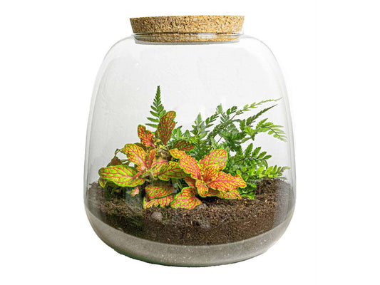 Terrario per piante - Emma Mini - Kit fai da te - ↑ 20 cm - Ø 19 cm - Fittona Ruby Lime