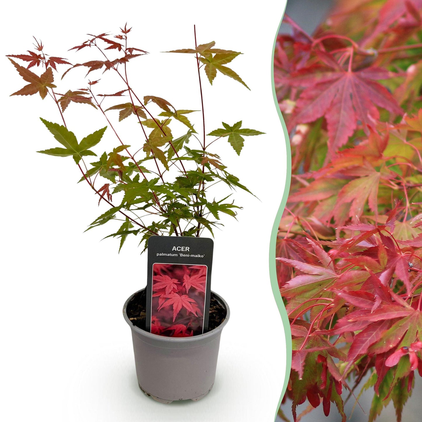Green boutiQ - Tuinplant - Acer palmatum Beni-maiko - Rood - 1 Plant - Bladverliezend - Weinig Onderhoud - Pot 12cm Hoogte 35cm