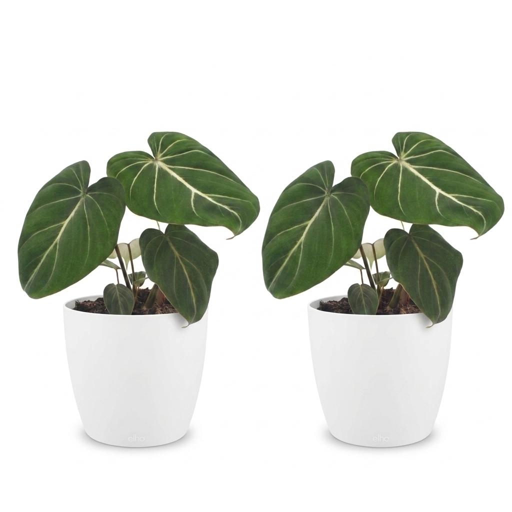 Philodendron Gloriosum - Glorie Philodendron - 2 Planten - met Potter Wit - Pot 12cm - Hoogte 25cm