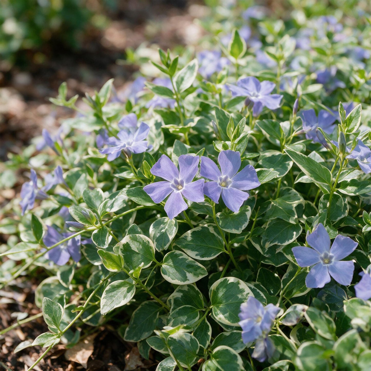 Vasteplant - Vinca major Variegata - Maagdenpalm - Bodembedekkend - Blauw - 1 Plant - Pot 11cm - Hoogte 15-25cm