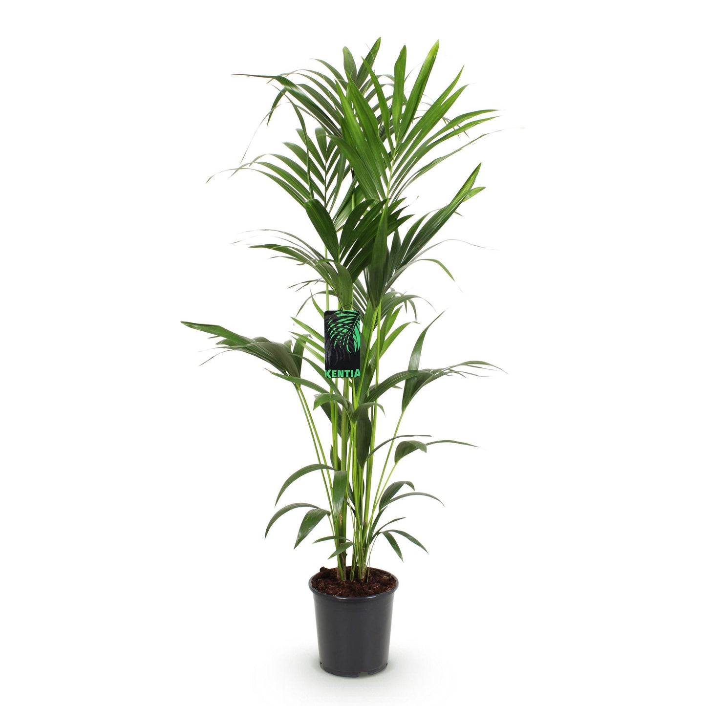 Green boutiQ - Houseplant - Howea Forsteriana - Kentia Palm - Low Maintenance - Green - 1 plant - Pot 24cm - Height 140-150cm