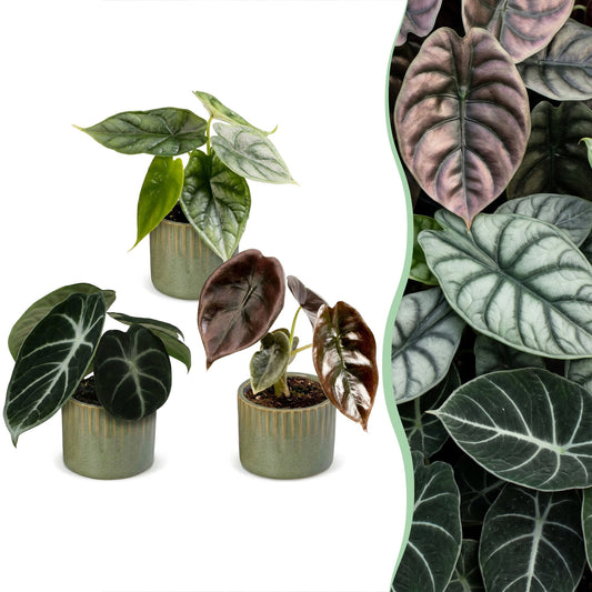 3x Baby Alocasia Tricolour - Rosso - Verde - Nero - Tropicale - incl. Linnea Olive - Ø6cm - ↕12cm
