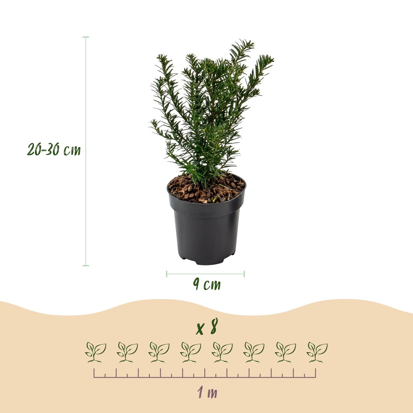 Green boutiQ - 8x Taxus baccata - Yew - Hedge Plants - Evergreen - Green - Pot 9cm - Height 20-30cm