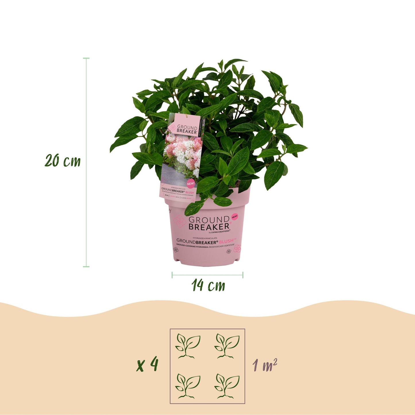 Green boutiQ - Pianta da Giardino - Hydrangea paniculata Groundbreaker Blush - Ortensia Paniculata - Resistente al freddo - Rosa - 1 Pianta - Vaso 14cm - Altezza 20-25cm