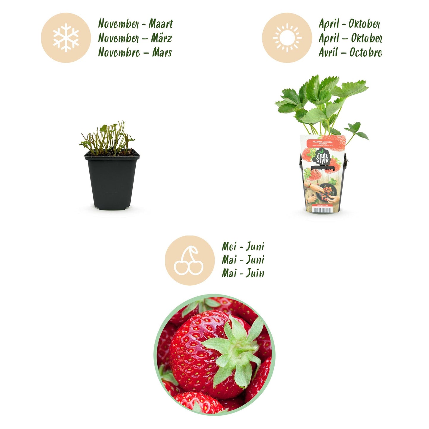 Green boutiQ - Fruitplanten - Aardbei - Fragaria Elvira - Winterhard - 3 Planten - Pot 9 cm - Rode Aardbei