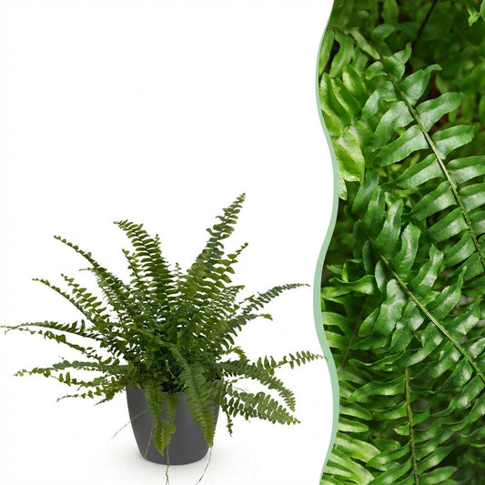 Houseplant - Nephrolepis exaltata Green Lady - Fern - Pet-Friendly Plant - Green - 1 Plant - with Grey Pot - Pot 12cm - Height 25cm