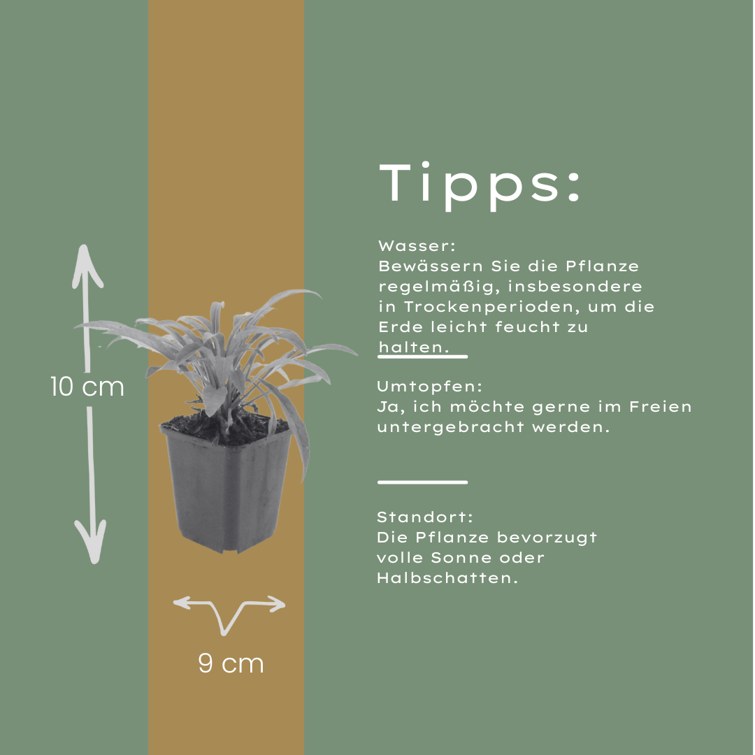 12x Campanula pers. 'Coerulea' - ↕10-25cm - Ø9cm