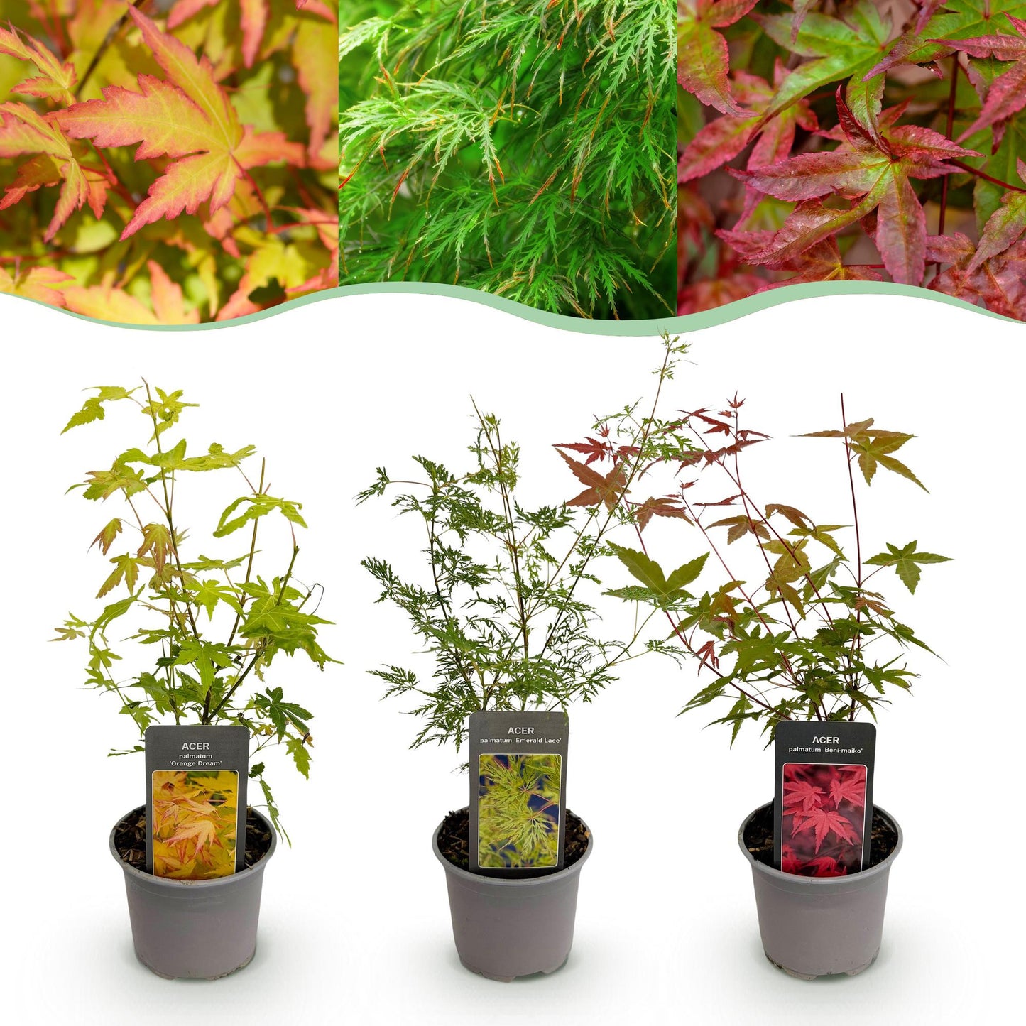 Garden plant - Acer palmatum Tricolour - Red-Green-Orange - 3 Plants - Deciduous - Low Maintenance - Pot 12cm Height 35cm