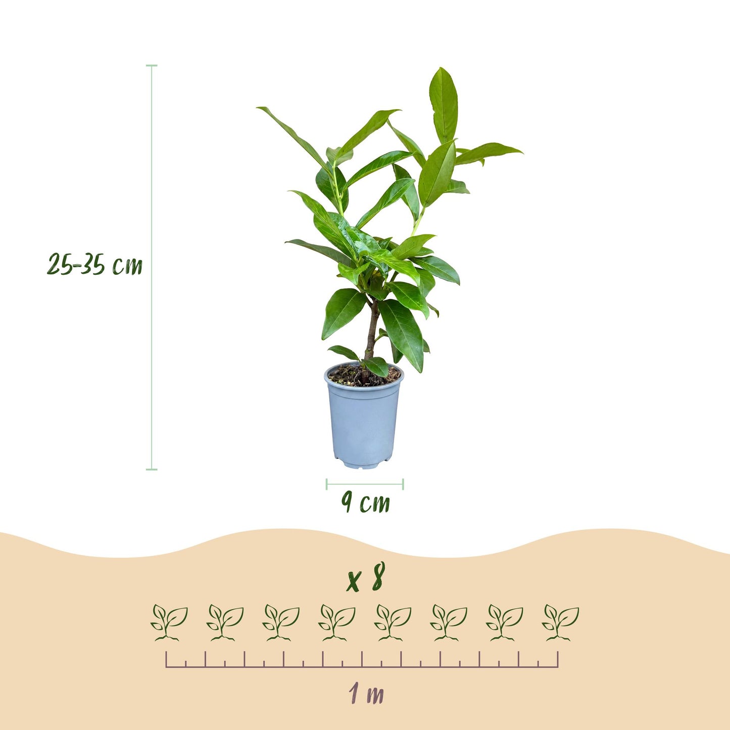 Green boutiQ - 40x Prunus laur. Novita - Cherry Laurel - Hedge Plants - Evergreen - Green - Pot 9cm - Height 25-35cm