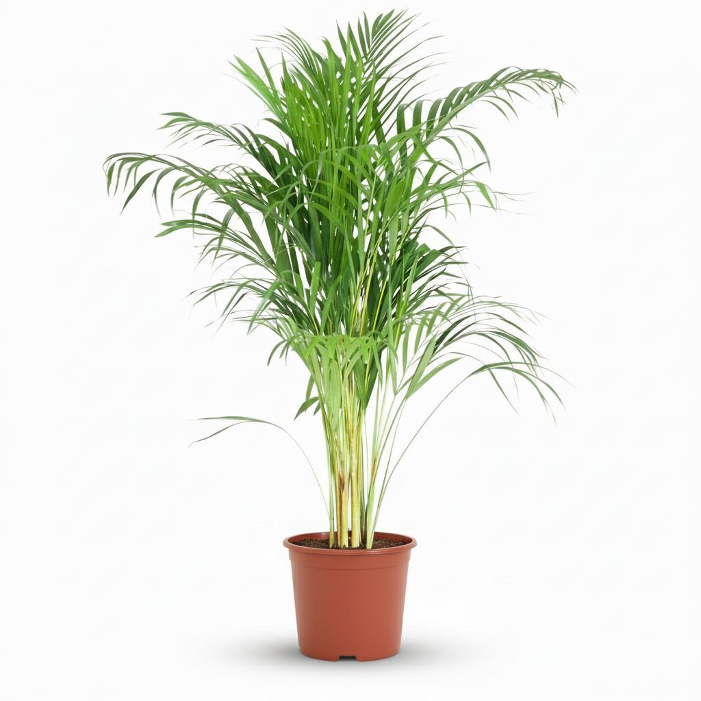 Green boutiQ - Indoor Plant - Areca Palm - Dypsis Lutescens Areca - Green - Low maintenance - 1 Plant - Pot 21cm - Height 90 - 100cm