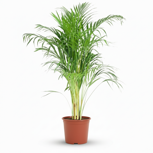 Green boutiQ - Indoor Plant - Areca Palm - Dypsis Lutescens Areca - Green - Low maintenance - 1 Plant - Pot 21cm - Height 90 - 100cm