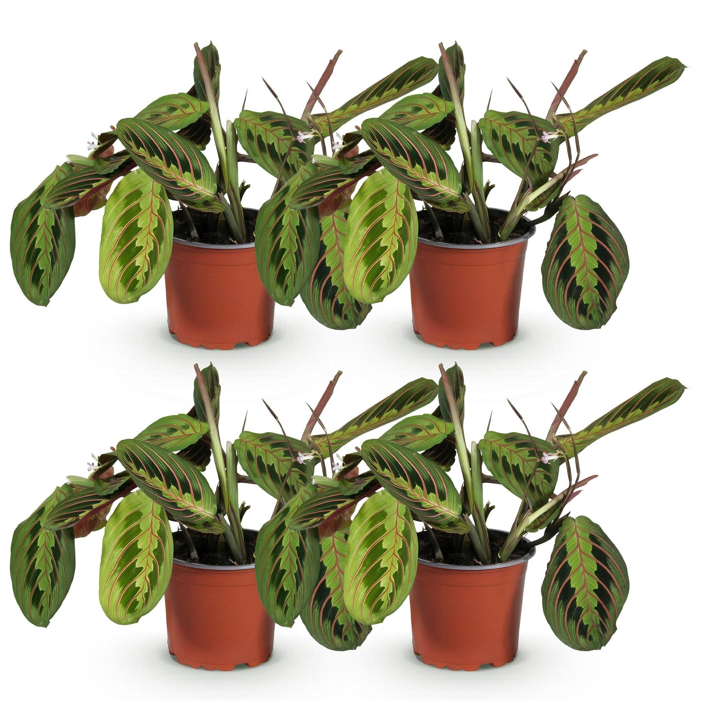 Green boutiQ - Houseplant - Maranta Fascinator Tricolour - Prayer Plant - Pet-Friendly - Green - 4 Plants - 12cm Pot - Height 30-35cm