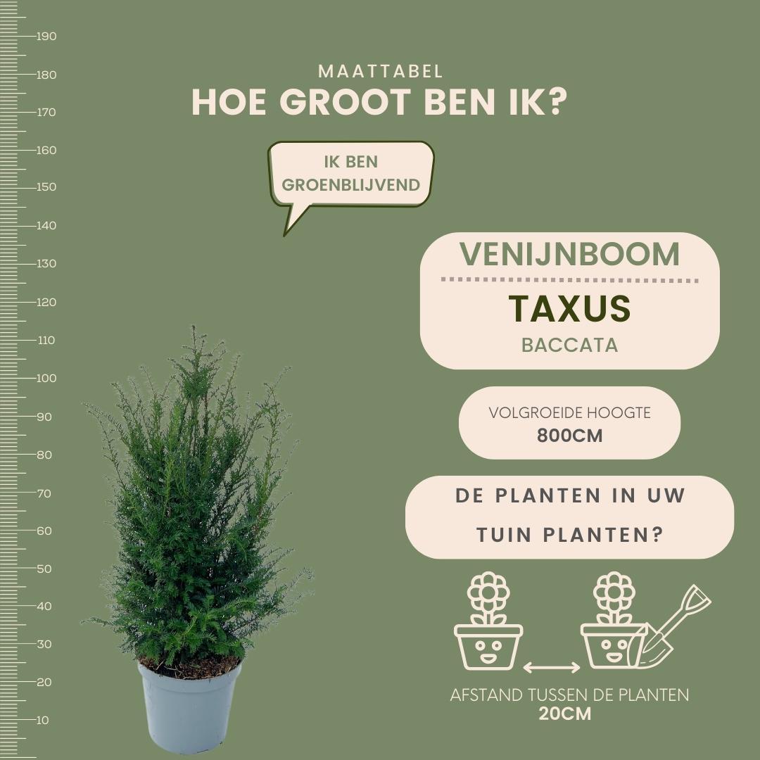 Grandi piante di tasso per 10 metri lineari di siepe | - 12L - 25 x | ↨ 80-100 cm