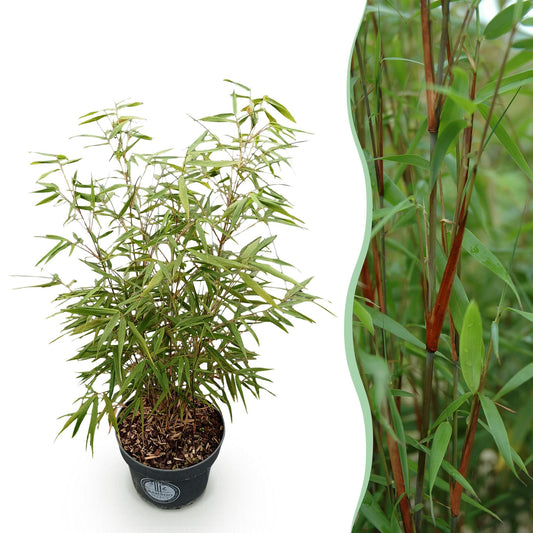 Grasses - Fargesia scabrida Asian Wonder - Non-Invasive Bamboo - Evergreen - Green - 1 Plant - Pot 23 cm - Height 80 cm