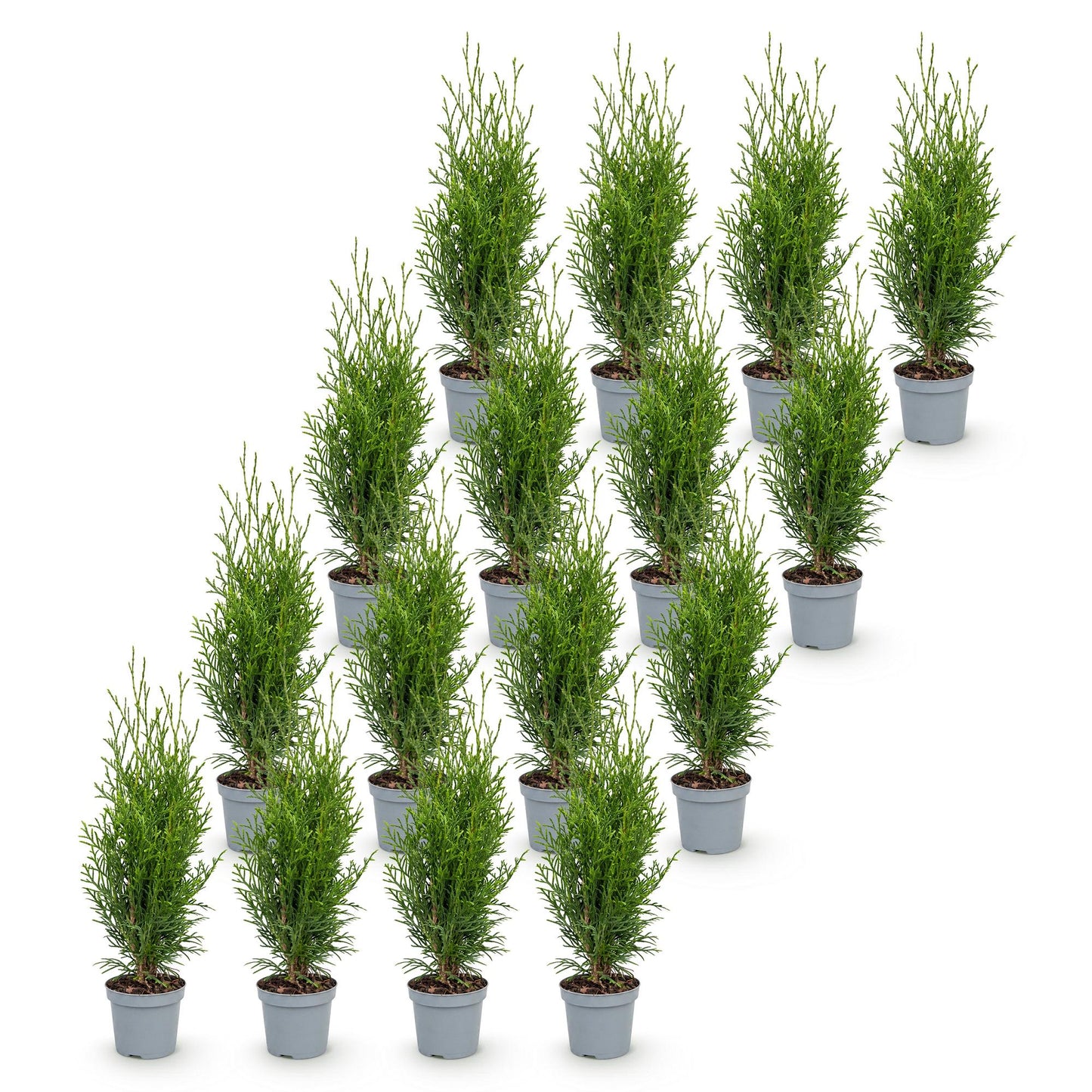 Green boutiQ - 16x Thuja occidentalis Smaragd - Arborvitae - Hedge Plants - Evergreen - Green - Pot 9cm - Height 20-30cm
