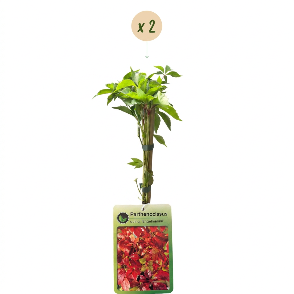 2x Parthenocissus quin. 'Engelmannii' - Vite americana - Giallo - Verde - Pianta rampicante - Ø9cm - ↕35cm