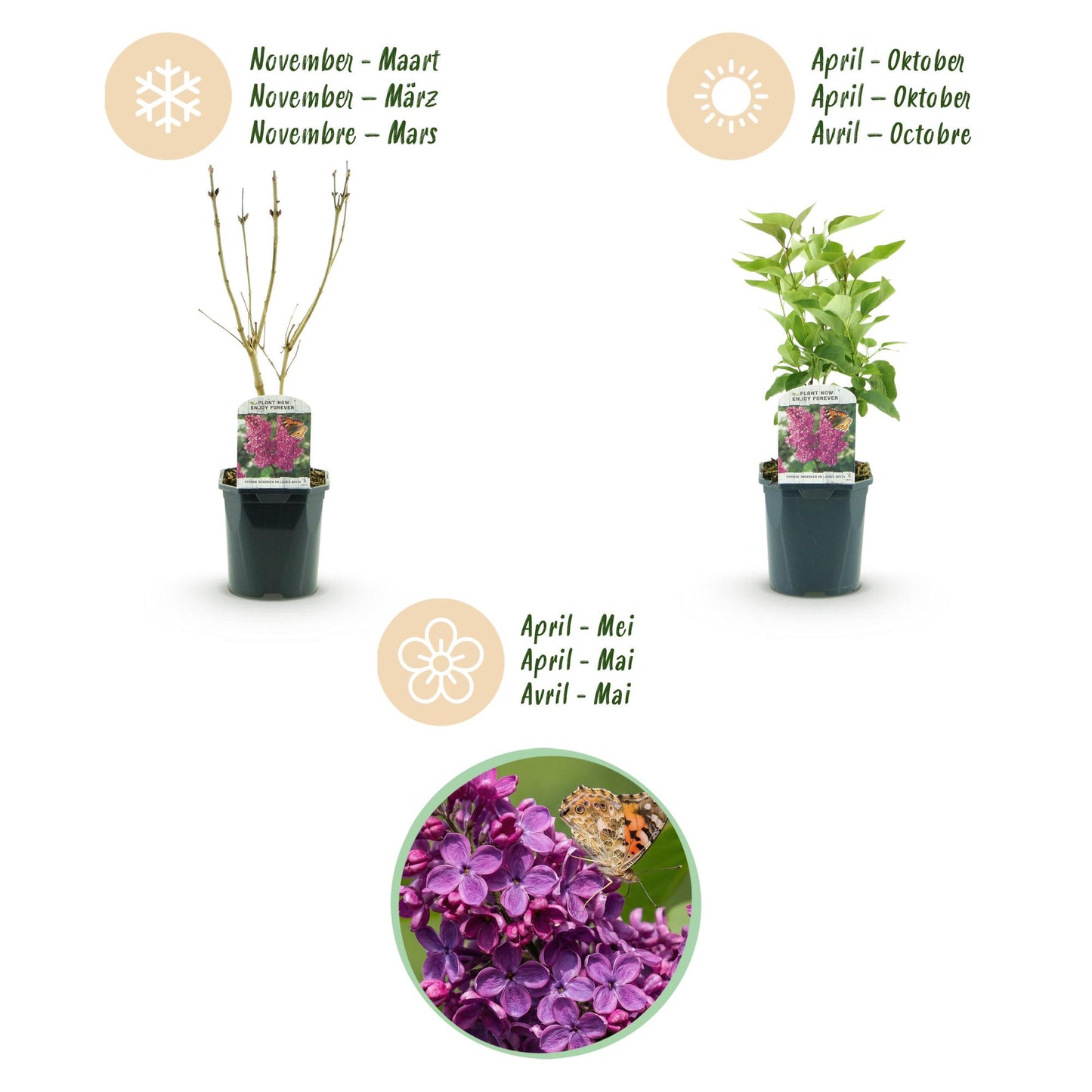 Garden plant - Syringa vulgaris Ludwig Spath - Common Lilac - Hardy - Purple - 1 Plant - Pot 17cm - Height 45cm