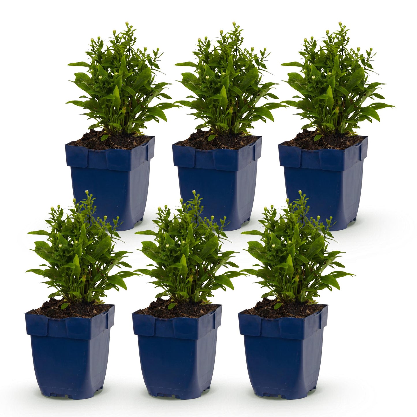 Green boutiQ - Plante vivace - Aster Tricolour - Aster de mer - Attire les abeilles et les papillons - Violet - Rose - Blanc - 6 Plantes - Pot 11cm - Hauteur 15-25cm