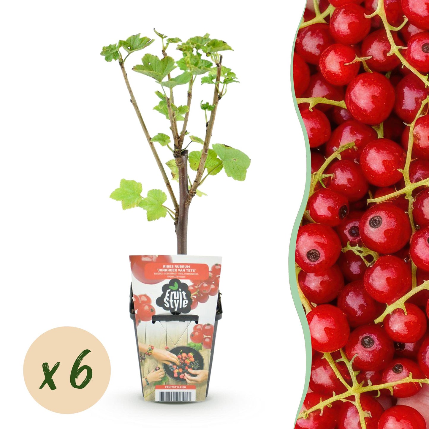 Fruitplanten - Rode Bes - Ribes rubrum Jonkheer van Tets  - Winterhard - 6 Planten - Pot 9 cm - Rode Bes