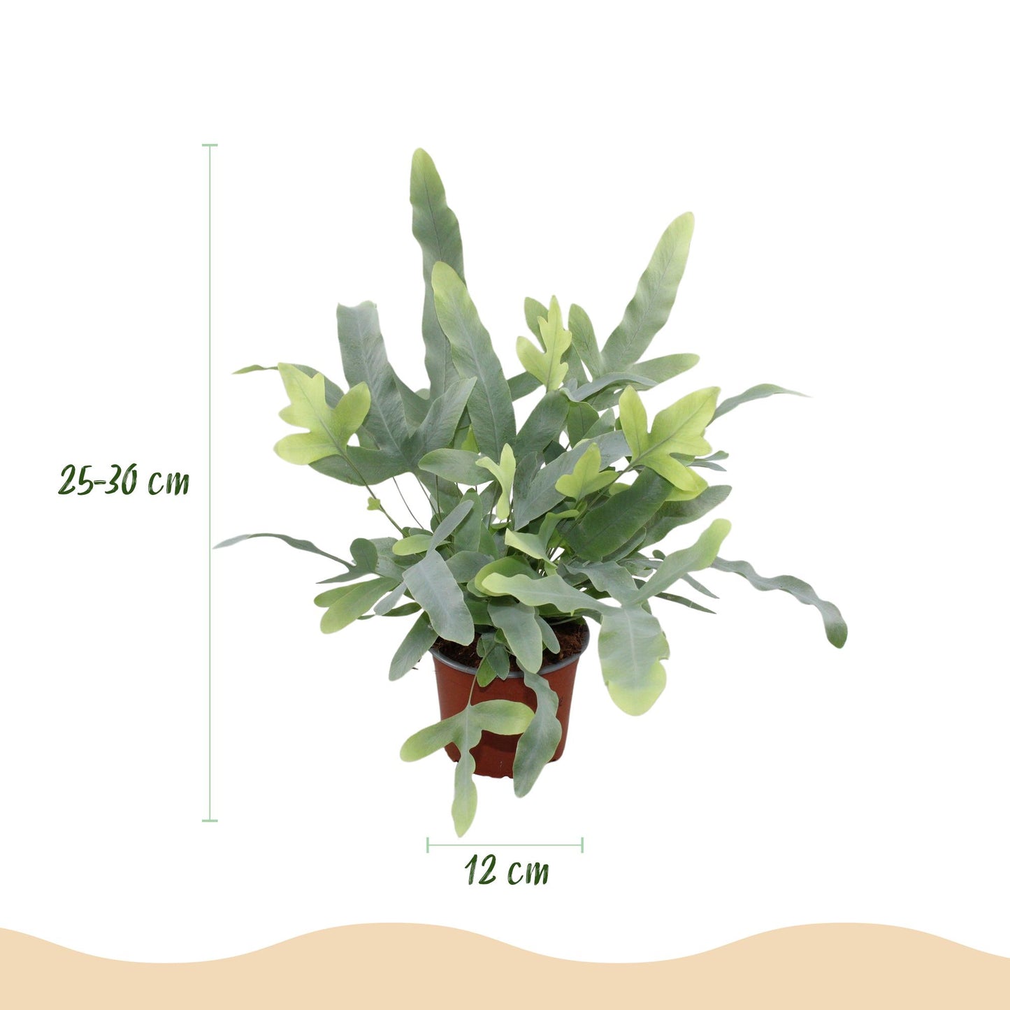 Green boutiQ - Kamerplant - Phlebodium aureum Blue Star - Blauwe Varen - Huisdiervriendelijk - Blauw - 4 Planten - Pot 12cm - Hoogte 25-30cm