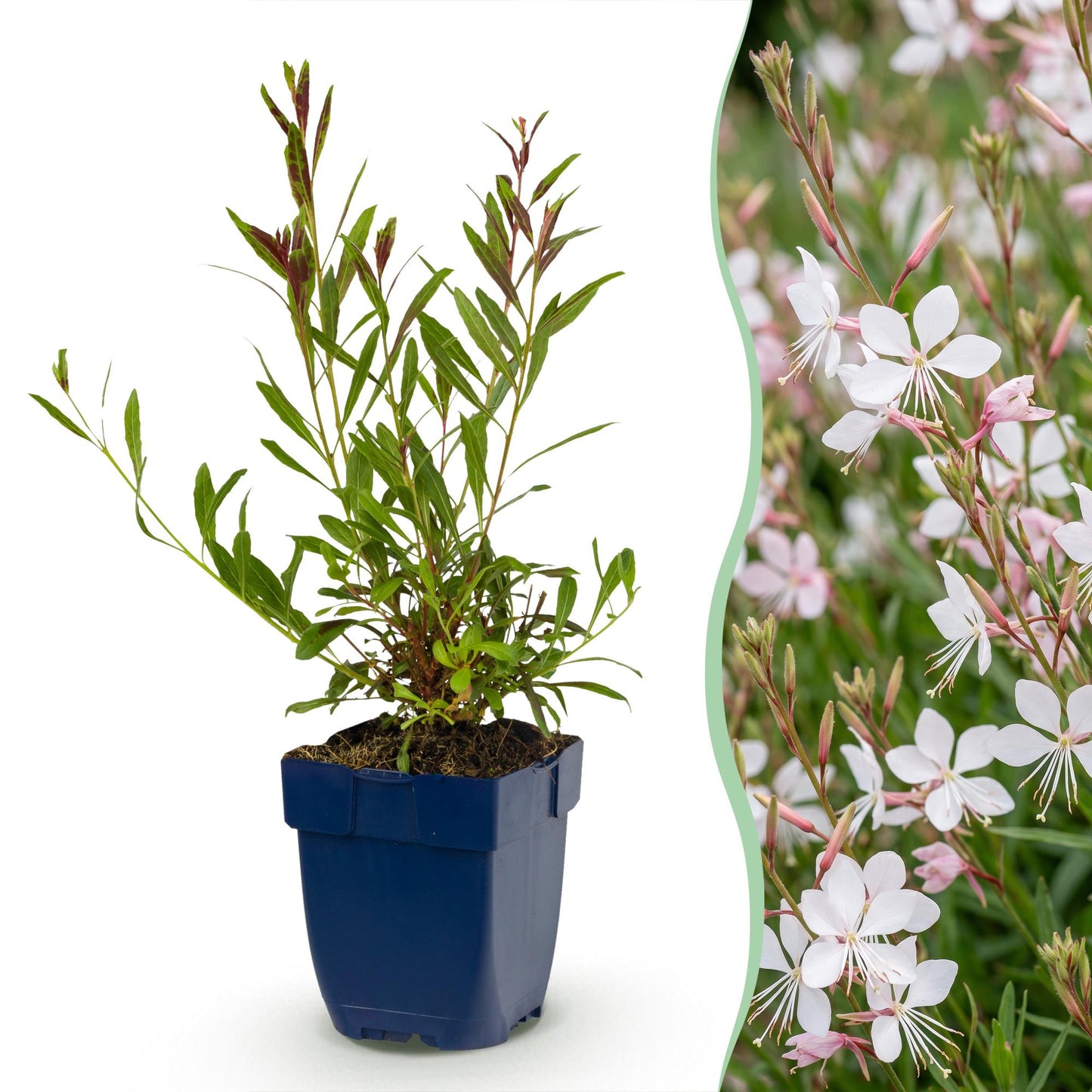 Perennial - Gaura lindh. Whirling Butterflies - Bee and butterfly attractors - White - 12 Plants - Pot 11cm - Height 15-25cm