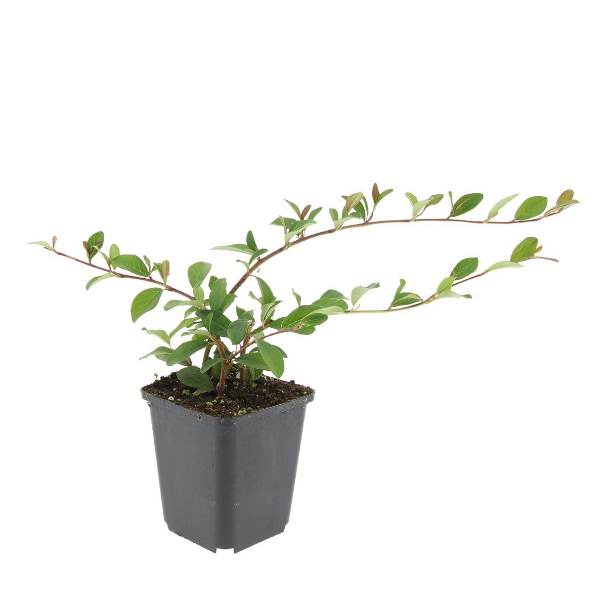 24x Cotoneaster dammeri - ↕10-25cm - Ø9cm