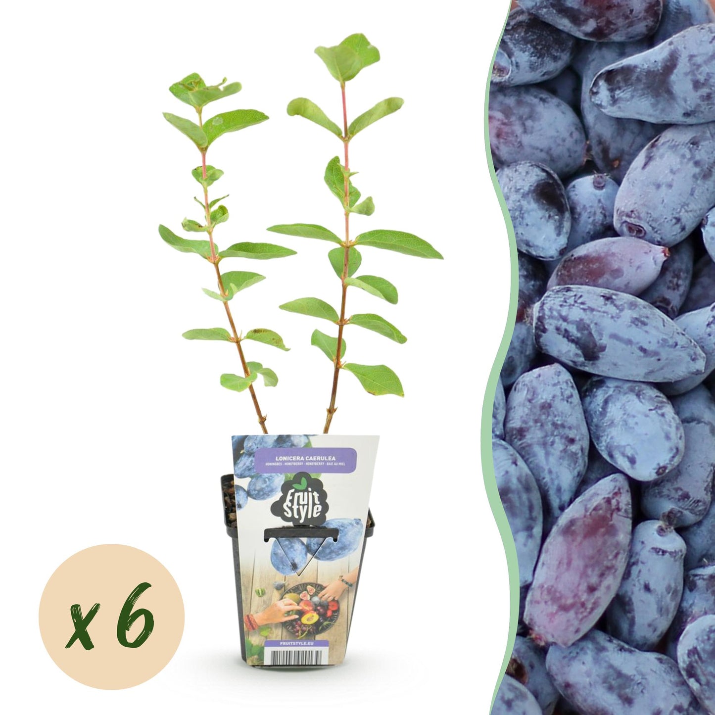 Green boutiQ - Fruit plants - Honeyberry - Lonicera caerulea Kamtschatica - Winter hardy - 6 plants - Pot 9 cm - Blueberry