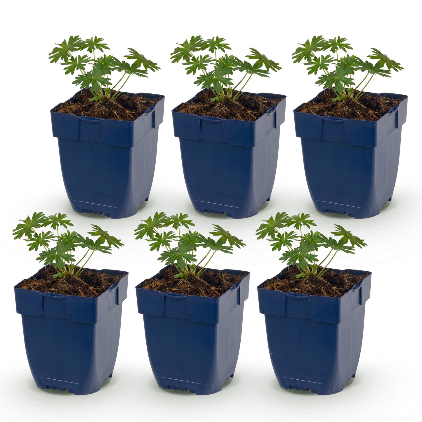 Vasteplant - Geranium sang. Album - Ooievaarsbek - Bodembedekkend - Wit - 6 Planten - Pot 11cm - Hoogte 15-25cm