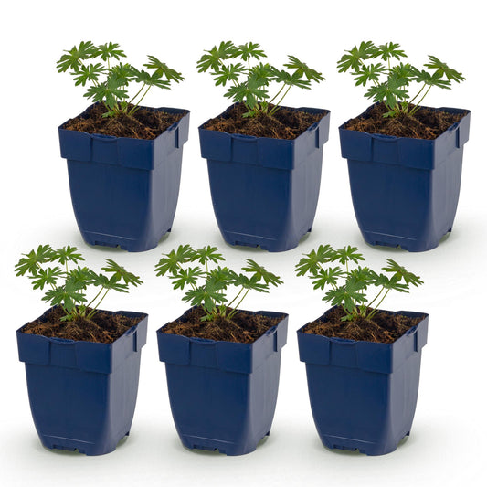 Vasteplant - Geranium sang. Album - Ooievaarsbek - Bodembedekkend - Wit - 6 Planten - Pot 11cm - Hoogte 15-25cm