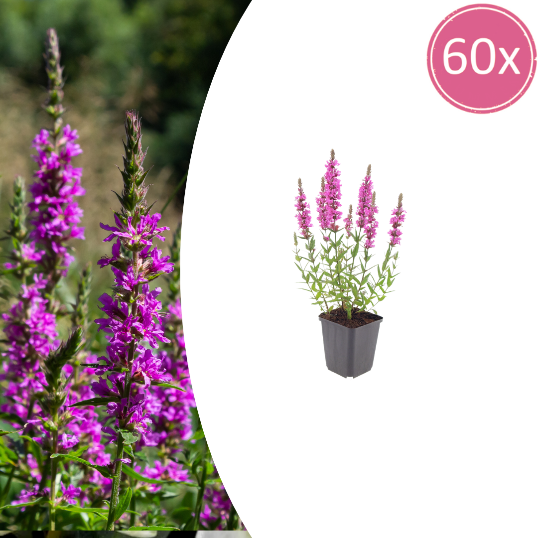 60x Lythrum salicaria - ↕10-25cm - Ø9cm