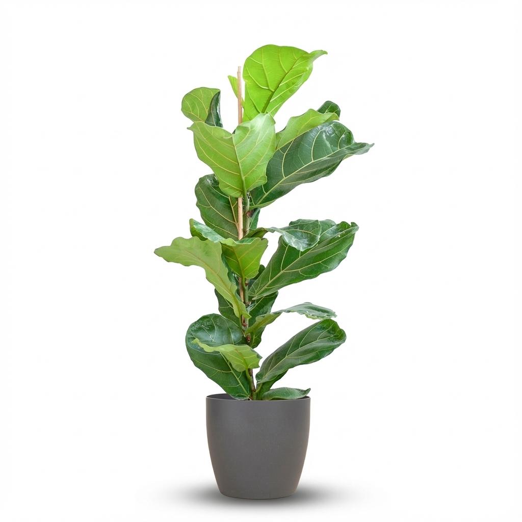 Ficus Lyrata with Potter pot grey - 80cm - Ø21