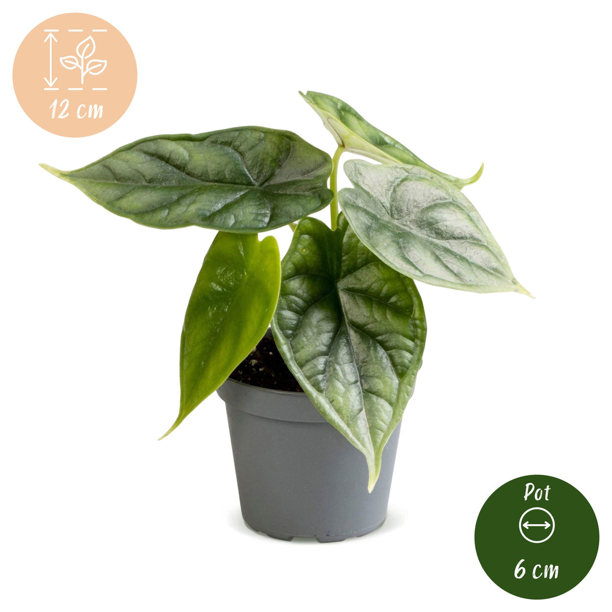 Alocasia Dragon Scale - Drakenschubben olifantsoor - Groen - Tropisch - Ø6cm - ↕12cm