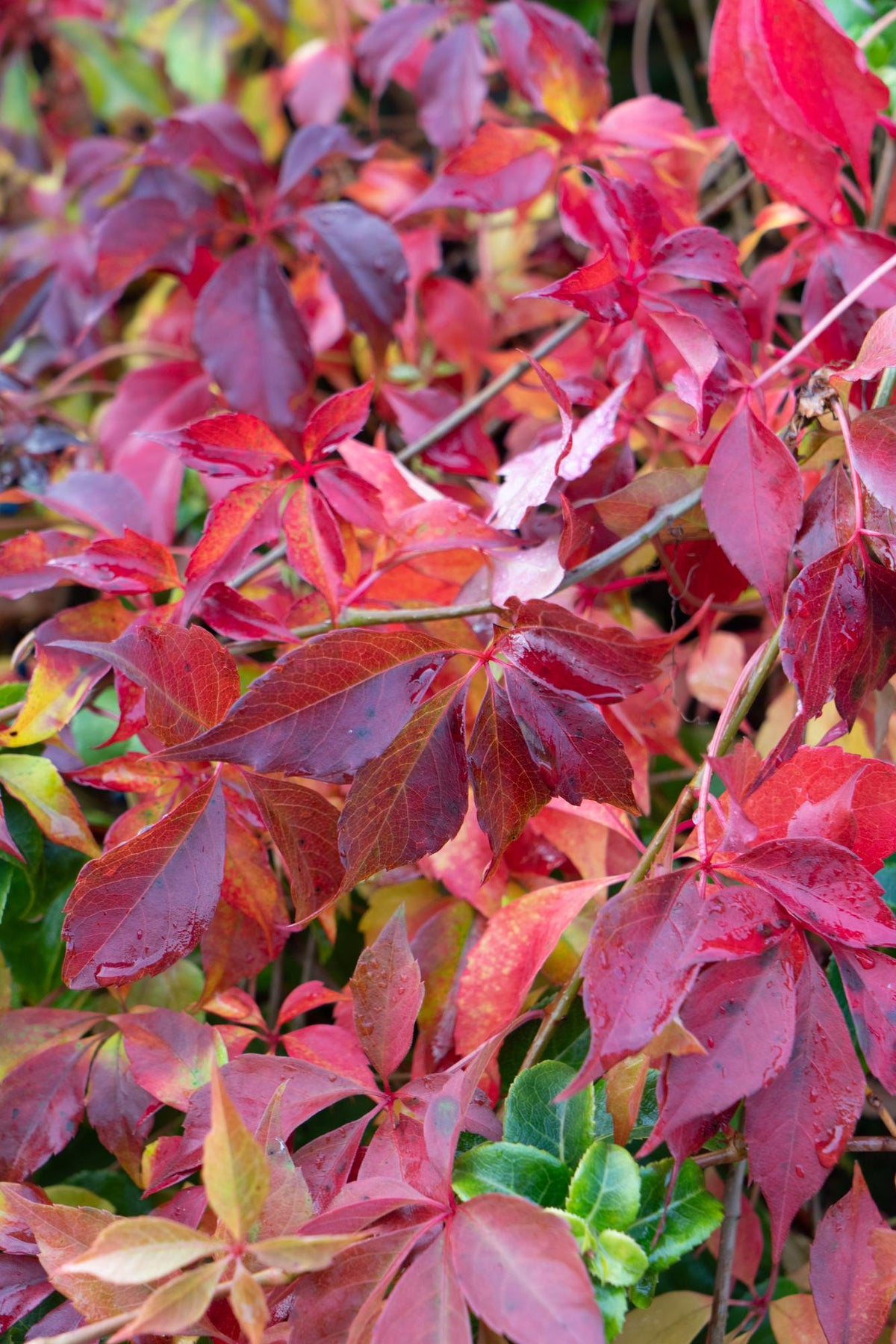 Parthenocissus henryana - Vite americana cinese - Ø15cm - ↕65cm