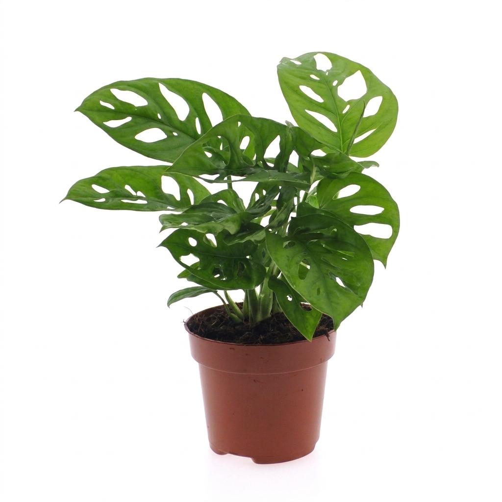 Monstera Adansonii - Rhaphidophora Tetrasperma - 1 Plant - 12cm Pot - 25cm Height