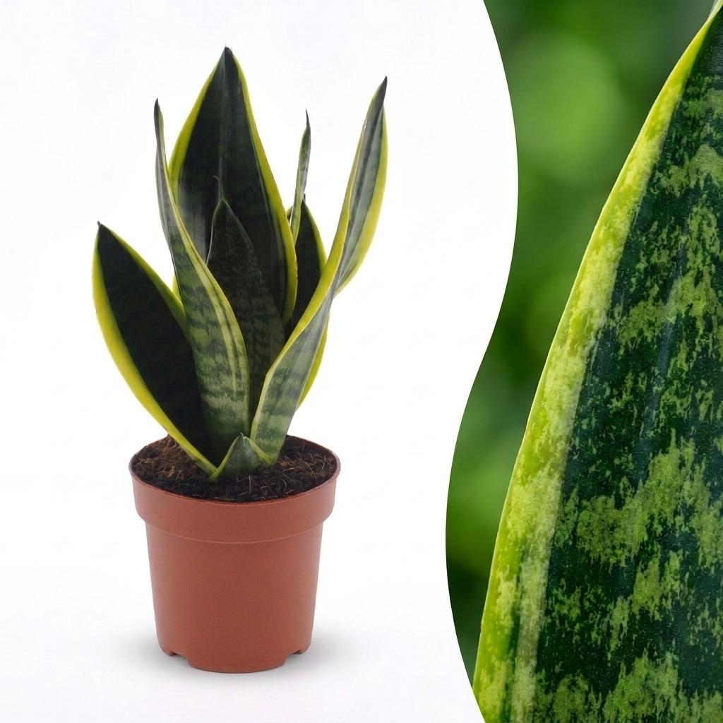 Sansevieria Future Superb - Lingua di Suocera - 1 Pianta - Vaso 12cm - Altezza - 35cm