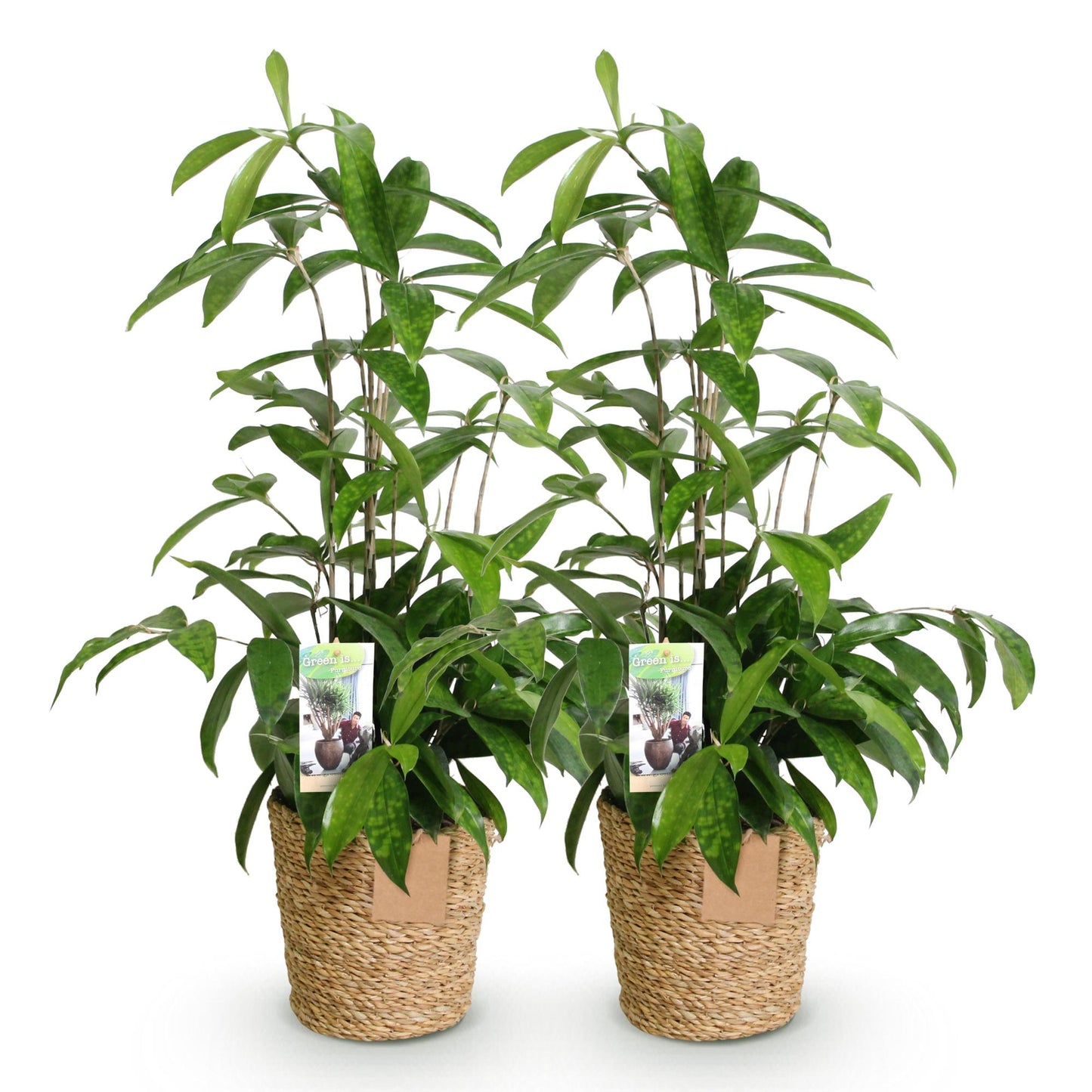 Green BoutiQ - Green is... Houseplants - Dracaena surculosa - Dragon tree - Low maintenance - with basket - Green - 2 Plants - Pot 17cm - Height 60-70cm