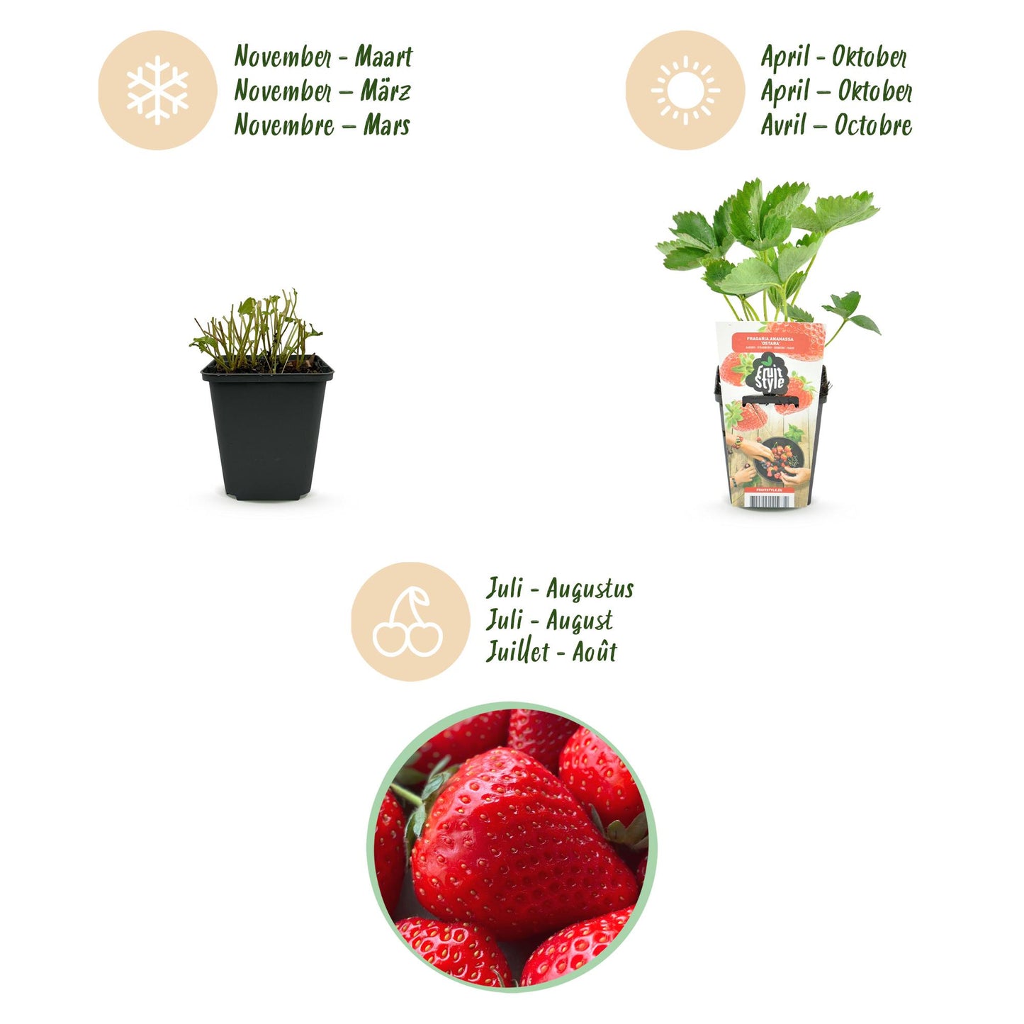Green boutiQ - Fruit Plants - Strawberry - Fragaria Elsanta - Winter Hardy - 3 Plants - 9 cm Pot - Red Strawberry