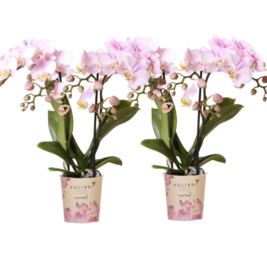 Kolibri Orchids | OFFERTA COMBINATA di 2 orchidee Phalaenopsis - Portogallo - vaso Ø9cm | pianta da appartamento fiorita - fresca dal coltivatore