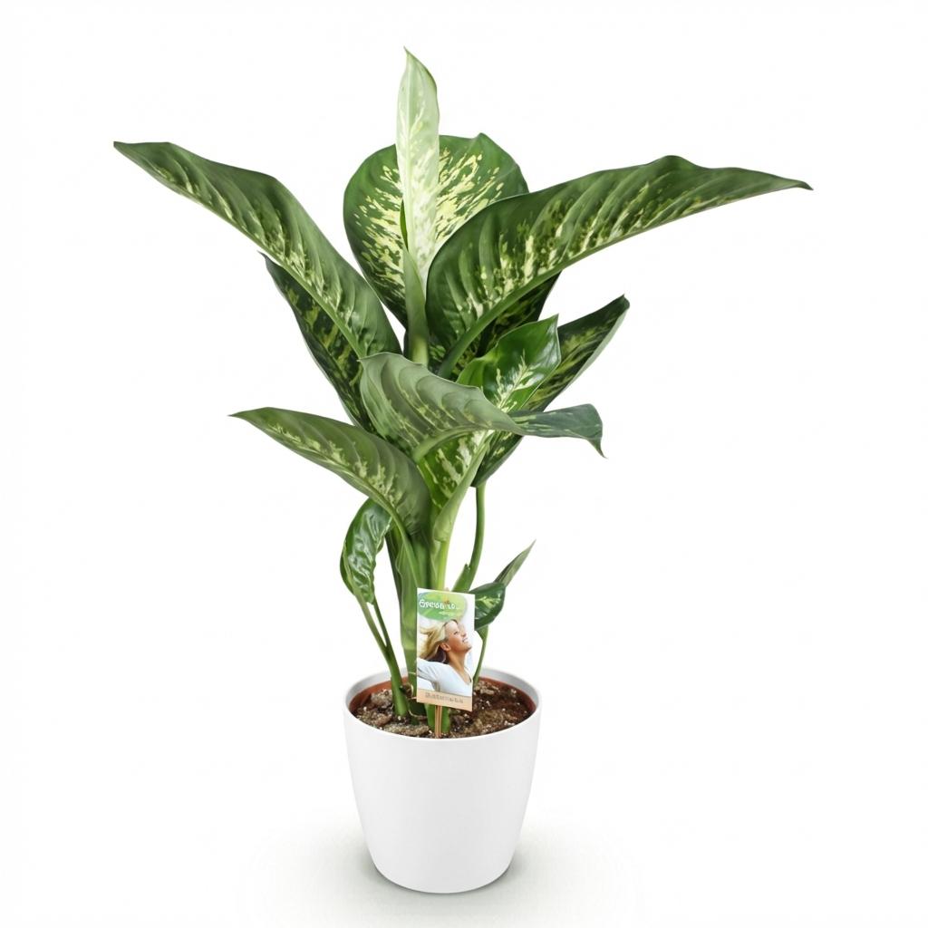 Green boutiQ - Houseplants - Dieffenbachia Tropic Snow - Dieffenbachia - Low maintenance - with Potter White - Variegated - 1 Plant - with Potter White - Pot 21cm - Height 90-100cm