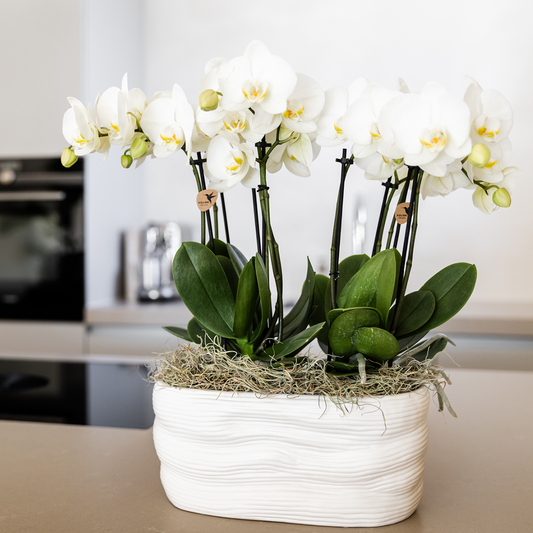 Hummingbird Orchids | White orchid set in Como dish incl. water reservoir | two white Amabilis orchids 9cm