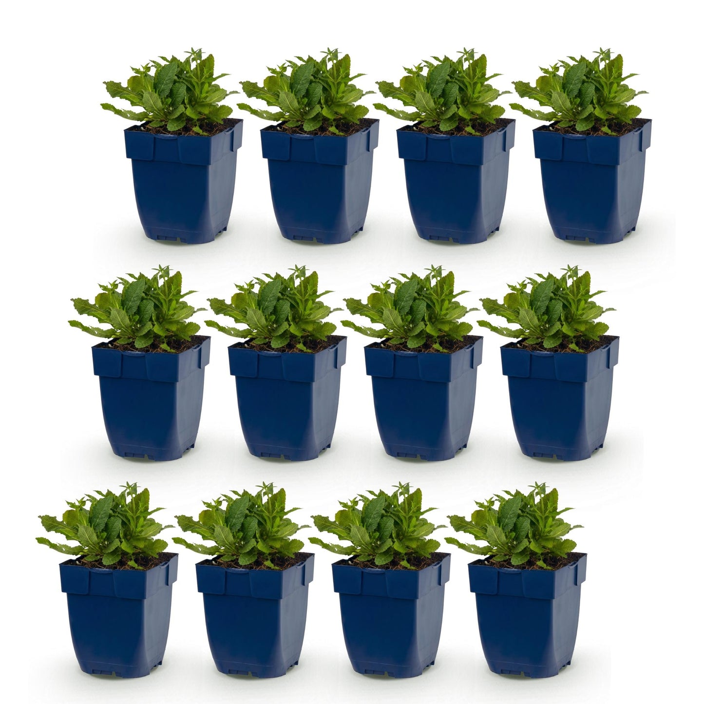 Perennial - Salvia nem. Schneehugel - Sage - Bee and Butterfly Attracter - White - 12 Plants - Pot 11cm - Height 15-25cm