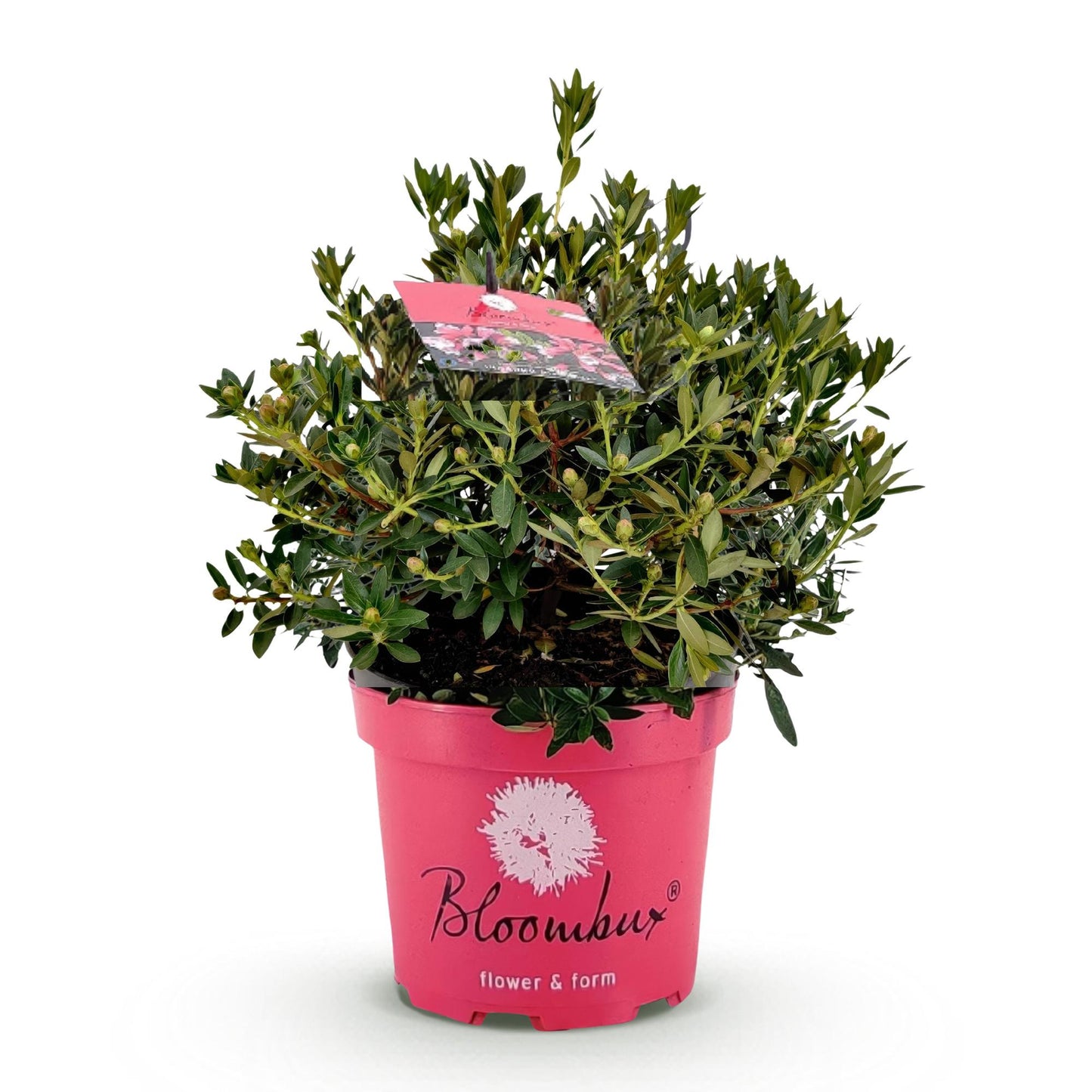Green boutiQ - Dwarf Rhododendron - Rhododendron Bloombux Magenta - Flowering Boxwood - Low Maintenance - Pink Flower - 1 Plant - Pot 23cm - Height 45-55cm