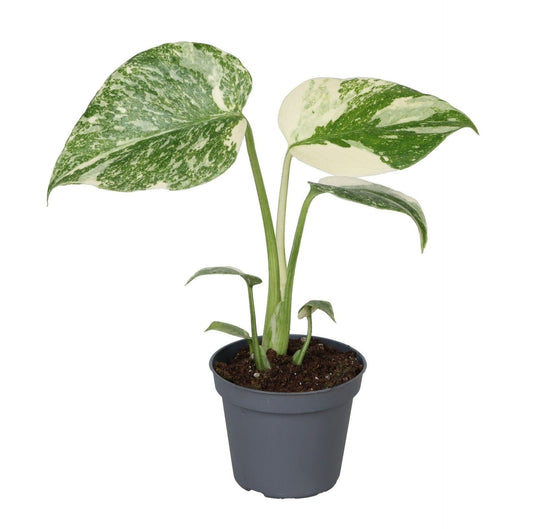 Monstera Creme Brulee - Monstera Creme Brulee - Groen - Creme - Tropisch - Ø6cm - ↕14cm