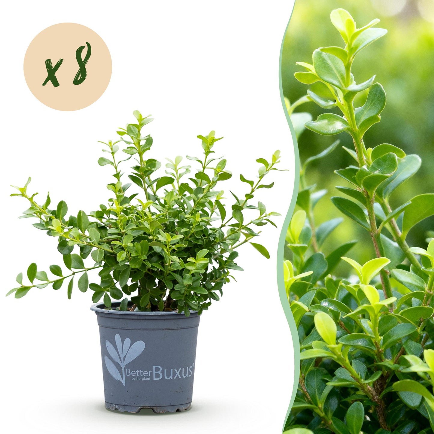 Green boutiQ - Buxus Hedge - BetterBuxus Babylon Beauty - Resistant to Buxus blight - 8 plants - 1 linear meter - pot 9cm height 20-25