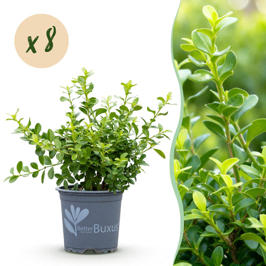 Green boutiQ - Buxus Hedge - BetterBuxus Babylon Beauty - Resistant to Buxus blight - 8 plants - 1 linear meter - pot 9cm height 20-25
