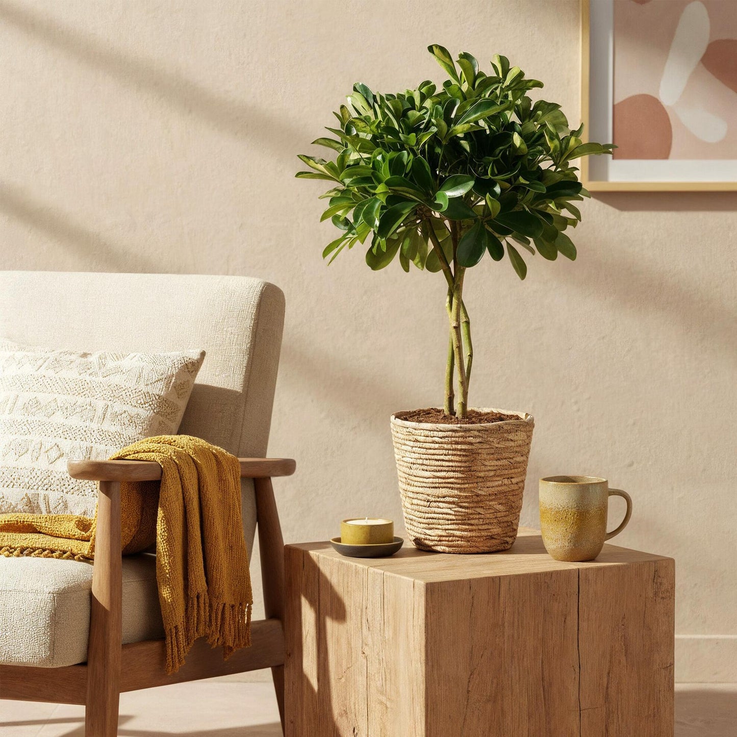 Green is... Houseplants - Schefflera Gold Capella - Dwarf Umbrella Tree - Low maintenance - Green - 1 Plant - Pot 21cm - Height 70-81cm