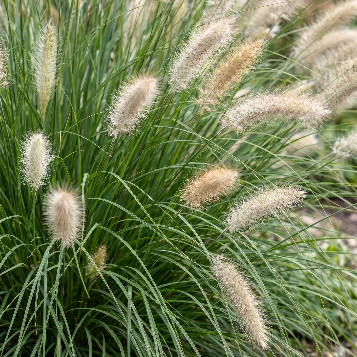 Grassen - Pennisetum alop. Hameln - Lampenpoetsergras - Met Pluim - Groen - 12 Planten - Pot 11cm - Hoogte 15-25cm